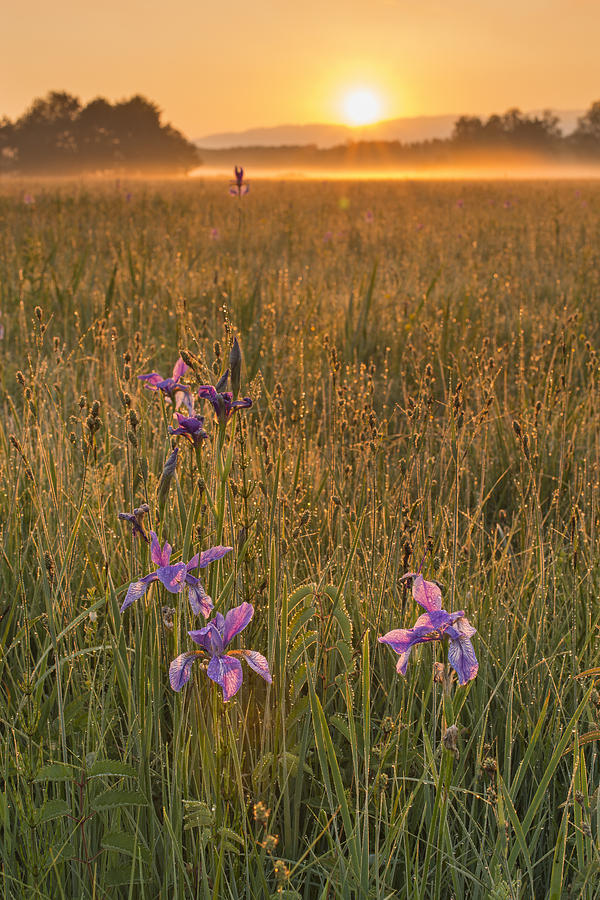 Good Morning Iris Photograph By Holger Spiering