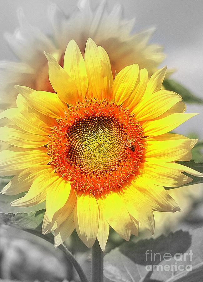 Sunflower Photograph - Good Morning by Kathleen Struckle