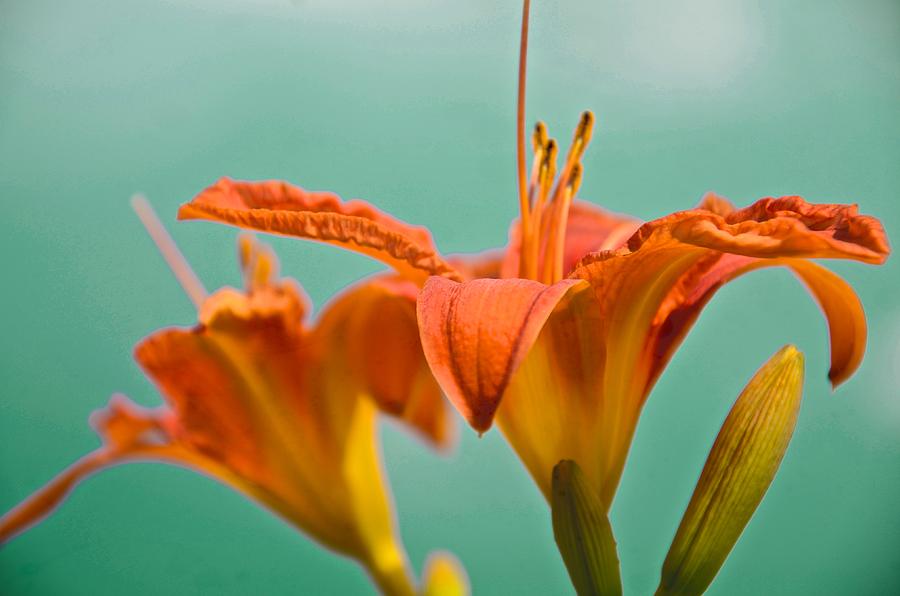 Good Morning Lily Photograph by Catherine Murton