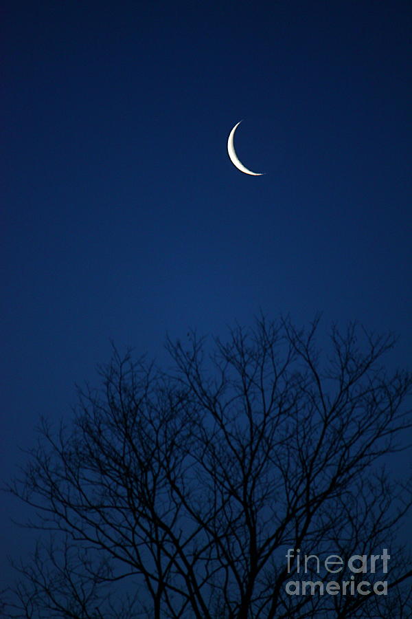 Tree Photograph - Good morning Moon by Jay Nodianos