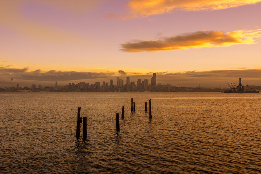 Bird Photograph - Good Morning Seattle 2 by Calazones Flics