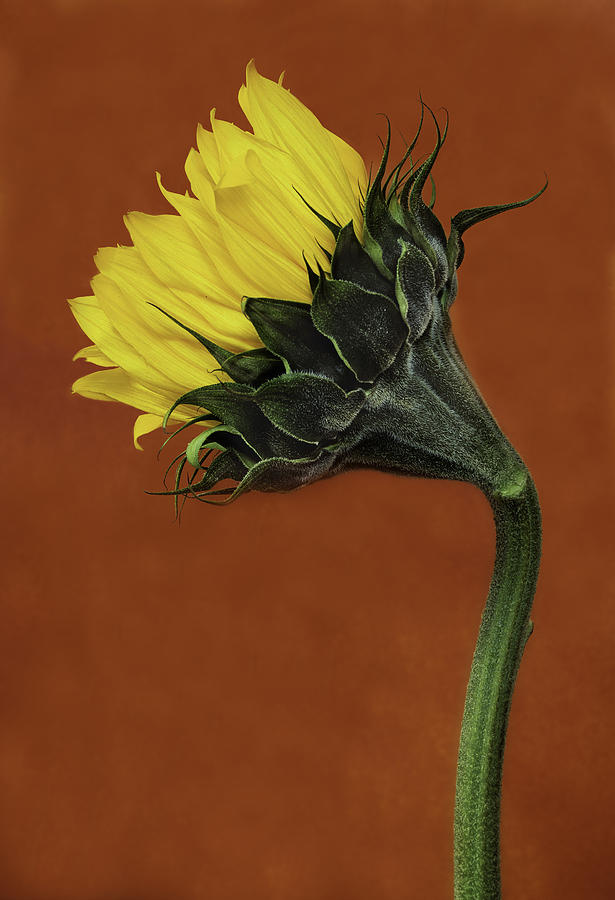 Sun Photograph - Good Morning Sunflower by David Mullen 