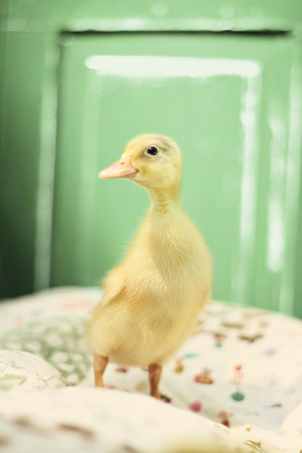 Duck Photograph - Good Morning Sunshine by Amy Tyler
