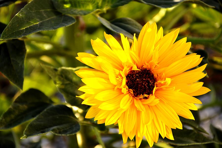 Sunflower Photograph - Good Morning Sunshine by Jean Hutchison