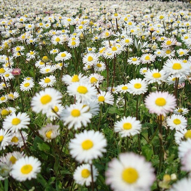 Nature Photograph - Good Morning With Daisies Field View by Adriano La Naia