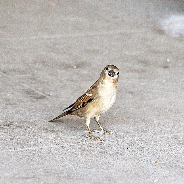 Good Morrow Sparrow 🌝 Photograph by Dolma Gurung