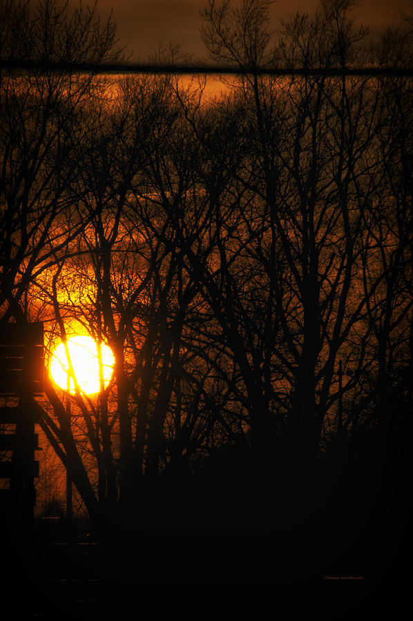 Tree Photograph - Good Night Sunshine by Thomas Woolworth