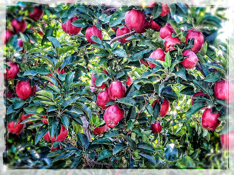 Apple Abundance Photograph by Roxy Hurtubise