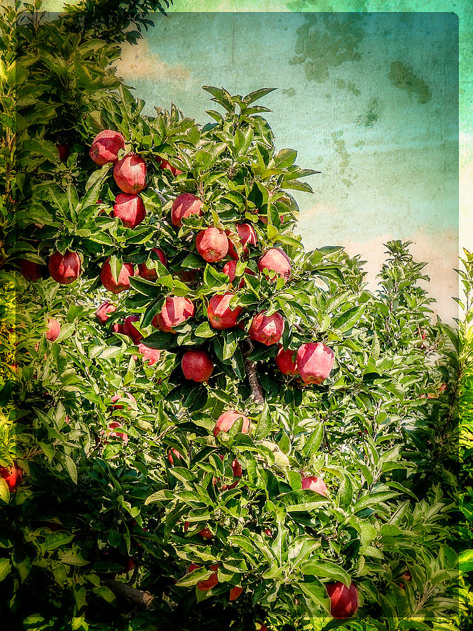 Vintage Apple Orchard Photograph by Roxy Hurtubise