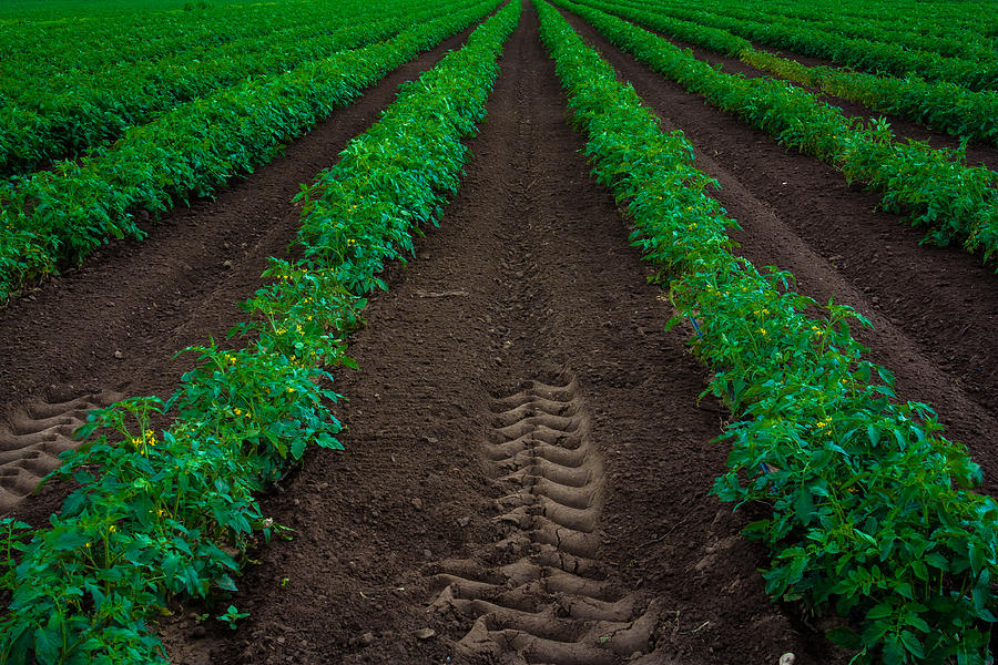 Good Soil Photograph by Edgar Laureano