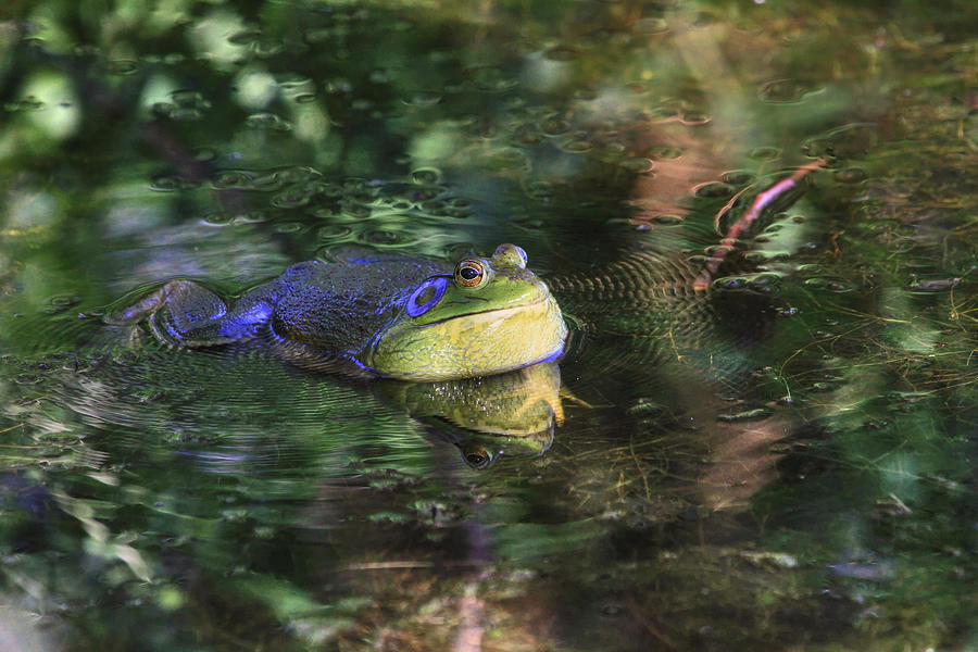 Frog Photograph - Good Vibrations by Donna Kennedy