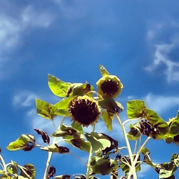 Goodbye Sunflower,see U Again Next Photograph by Christina Pabustan