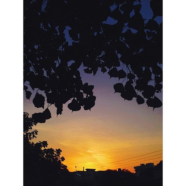 Tree Photograph - #goodmorning #dawn #golden #goodlife by Angad B Sodhi