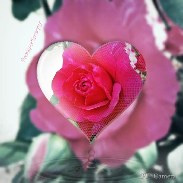 Valentines Day Photograph - Valentines Day Rose by Anna Porter