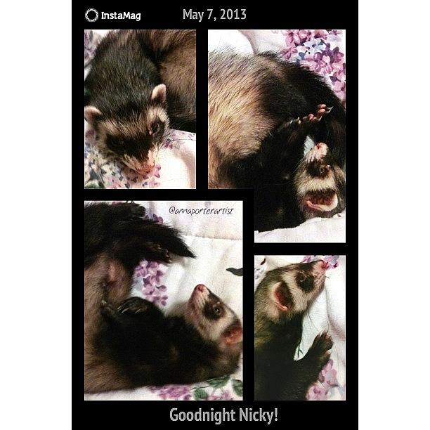 Ferret Photograph - Goodnight My Ig Friends! May All Your by Anna Porter