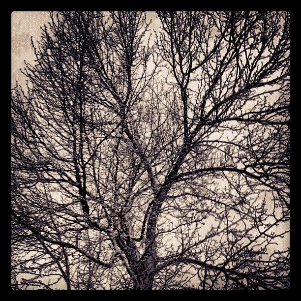 Goodnight. Snow Covered Branches And Photograph by Radiofreebronx Rox