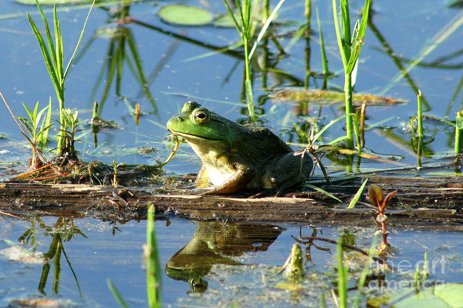 Frog Photograph - James L. Goodwin Forest Frog Reflections  by Neal Eslinger