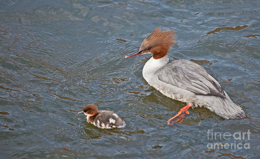 Goosander and duckling Photograph by Liz Leyden