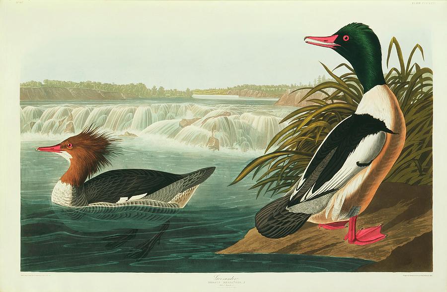 John James Audubon Photograph - Goosander by Natural History Museum, London/science Photo Library