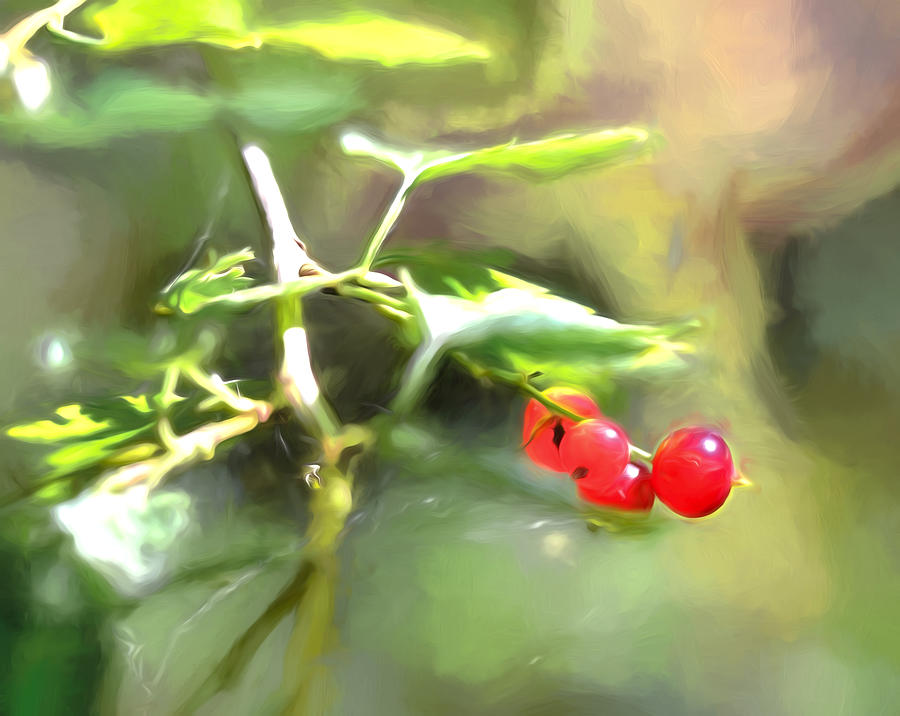 Nature Photograph - Goosberry IMP by Leif Sohlman