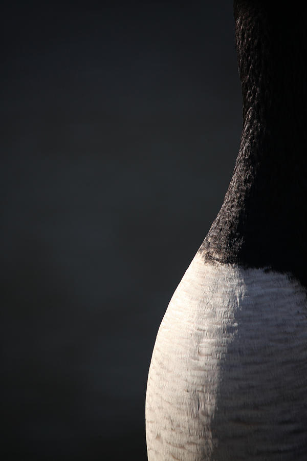 Nature Photograph - Goose Abstract by Karol Livote