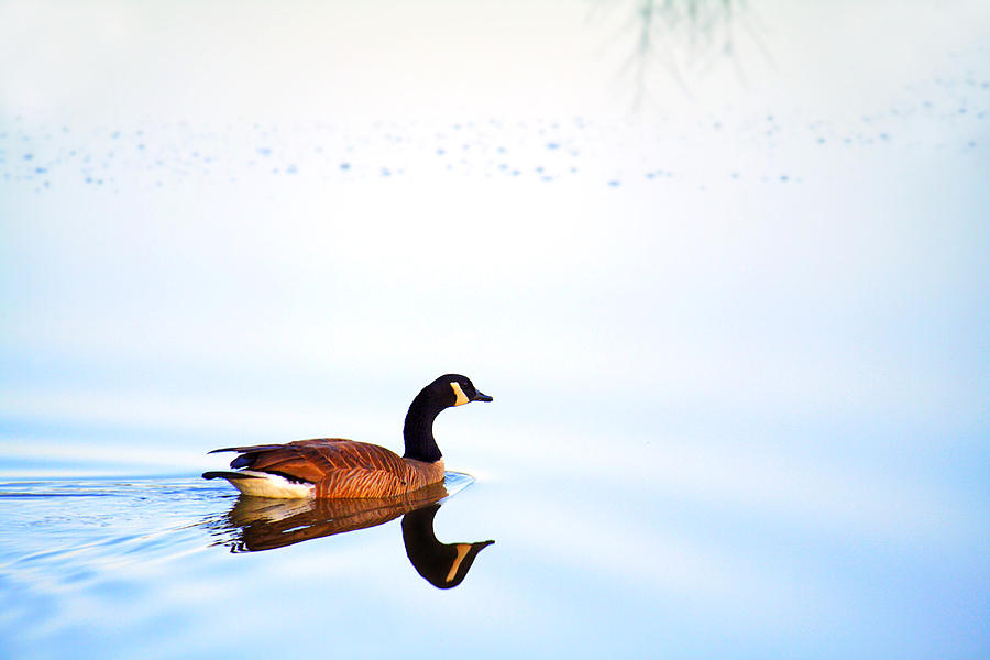 Goose Among the Reflections Photograph by Jason Politte