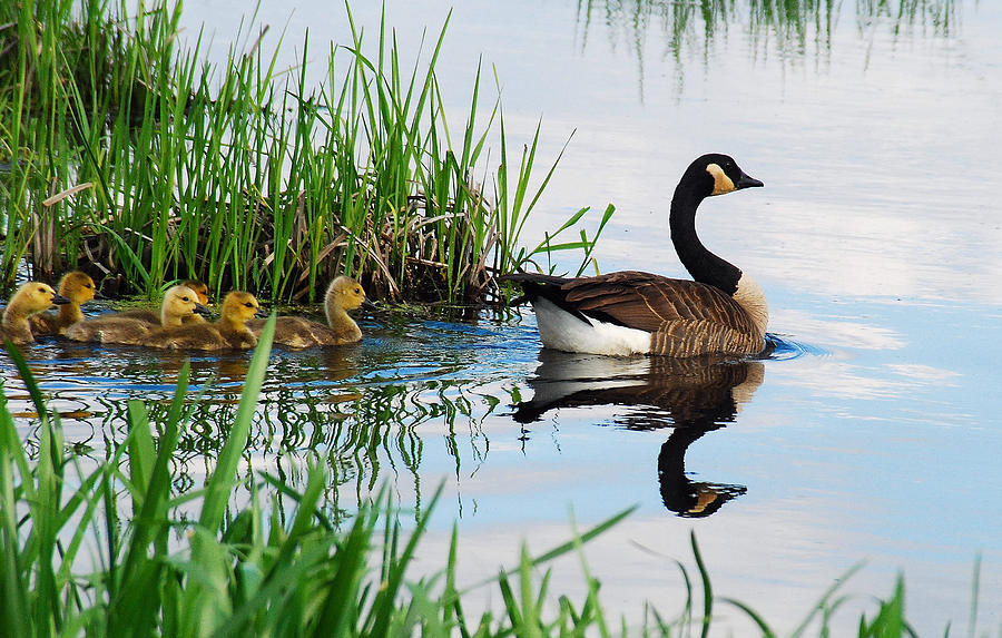 GOOSE and GOSLINGS  Photograph by Janice Adomeit