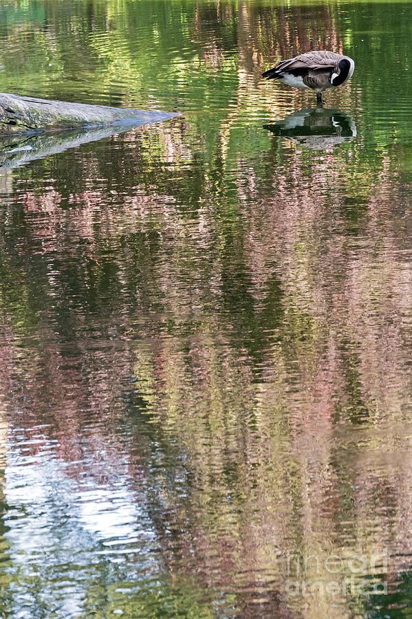 Goose and Reflections Photograph by Kate Brown