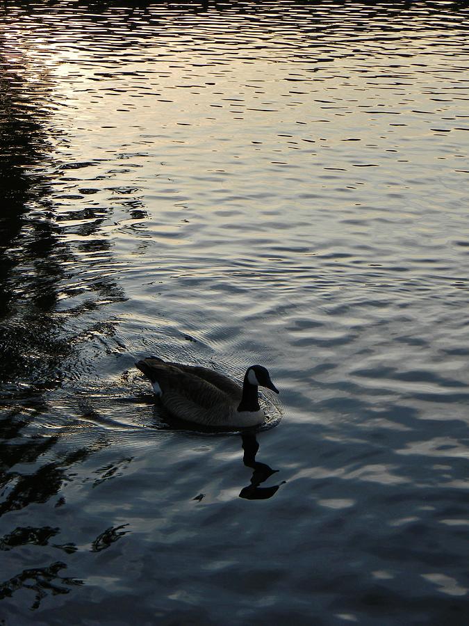 Goose at Dusk on Water Photograph by Jean Goodwin Brooks