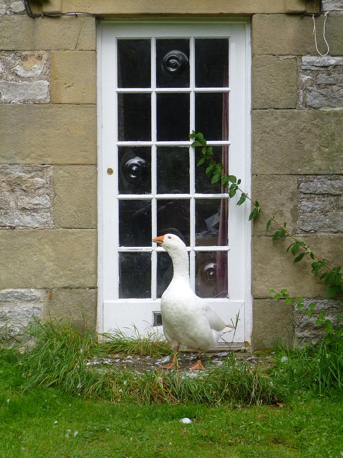 Goose at the Door Photograph by Asa Jones