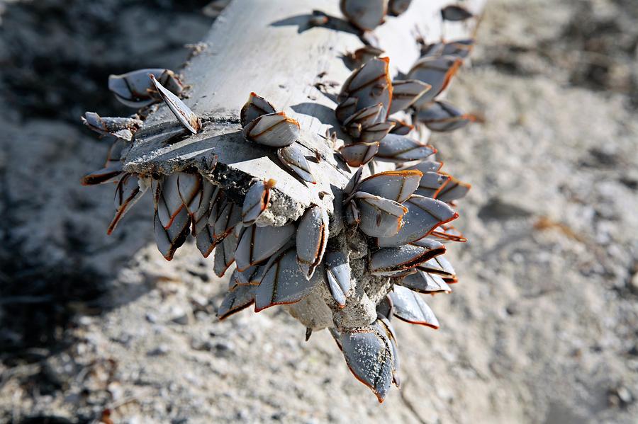 Nature Photograph - Goose Barnacles On Driftwood by Chris Dawe/science Photo Library