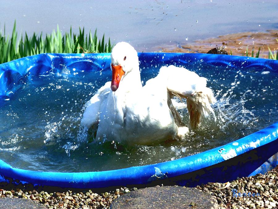 Goose Bath Photograph by A L Sadie Reneau