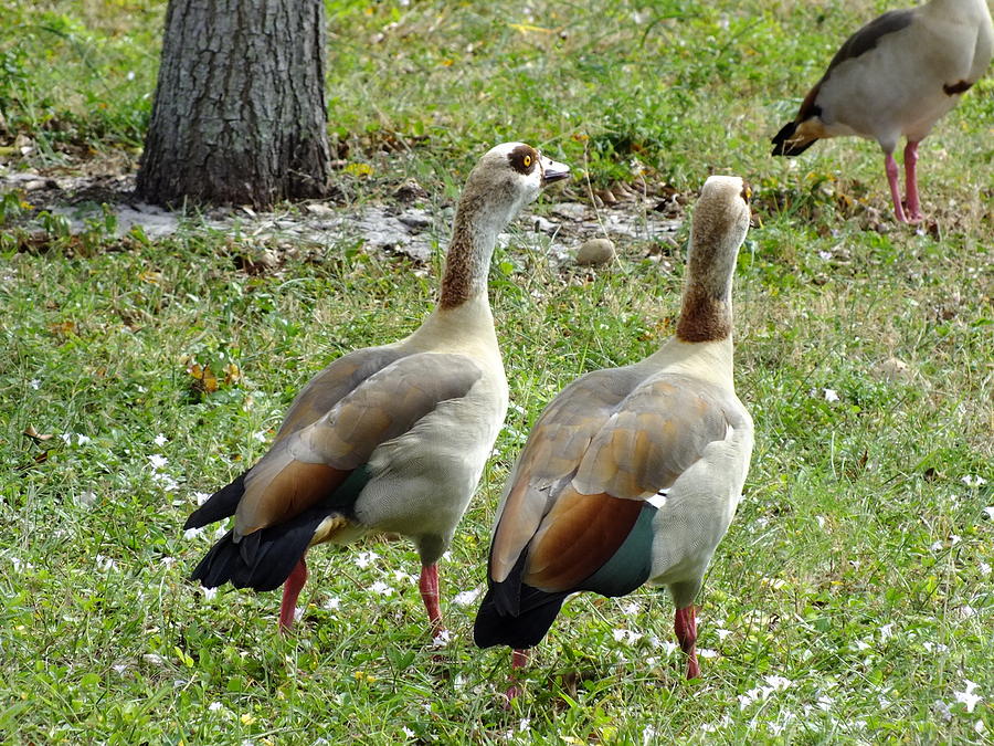 Goose Chat Photograph by Peggy King