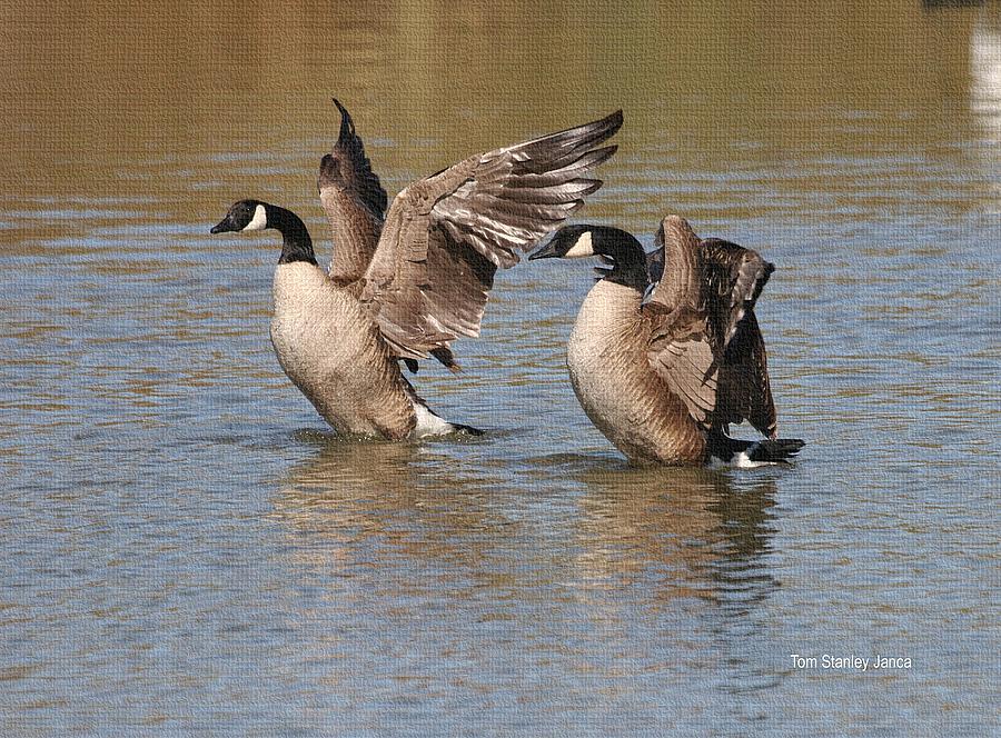 Goose Dance Photograph by Tom Janca