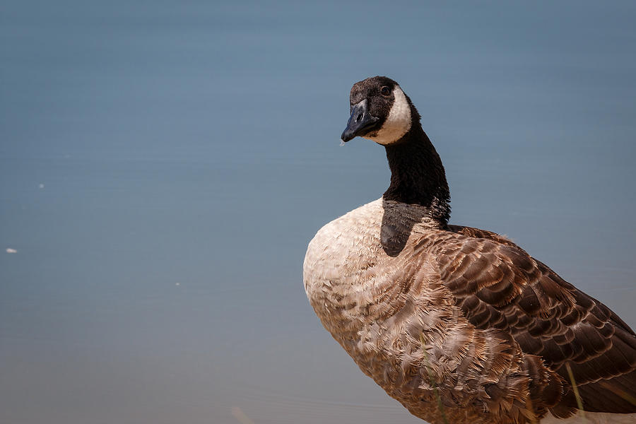 Goose Photograph by Doug Long