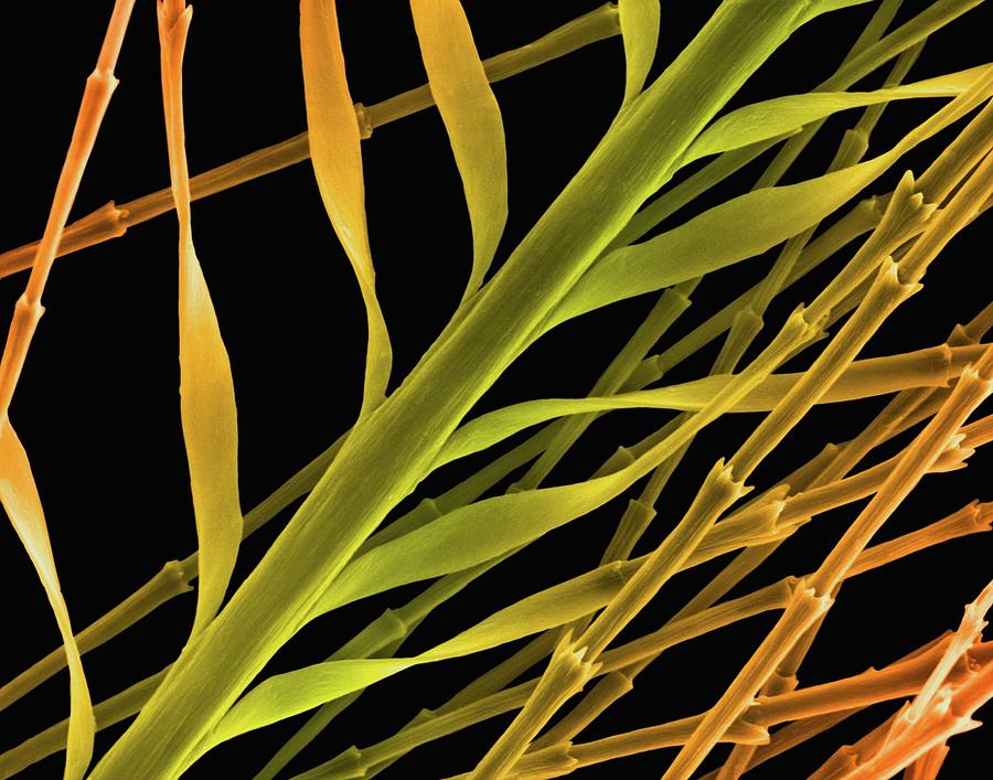 Goose Down Feather Barb And Barbule Tips Photograph by Dennis Kunkel Microscopy/science Photo Library