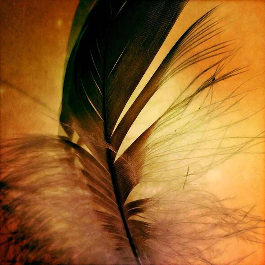 Goose Down Feather Photograph by Patricia Januszkiewicz