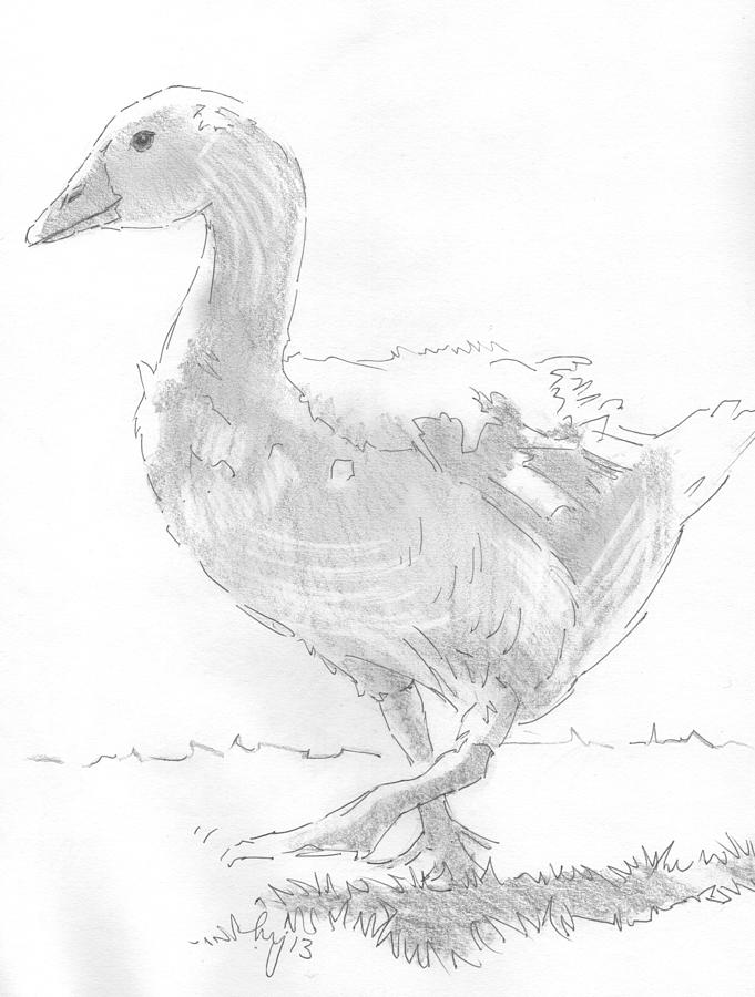 Goose Drawing Drawing by Mike Jory