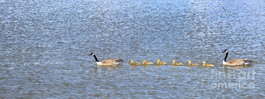 Goose Family Photograph by Jim West