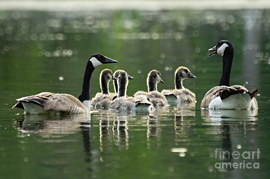 Goose Family Photograph by Larry Ricker