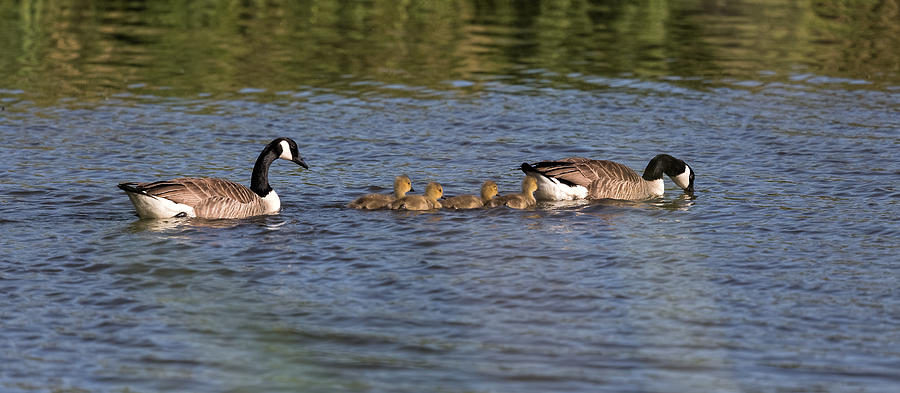 Goose Family Photograph by Leif Sohlman