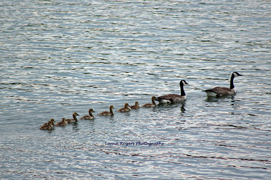 Goose Family Photograph by Lorna Rose Marie Mills DBA  Lorna Rogers Photography