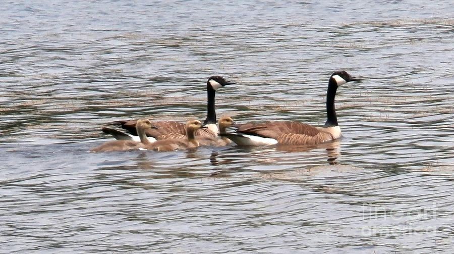 Goose Family Swim Photograph by Joseph Baril