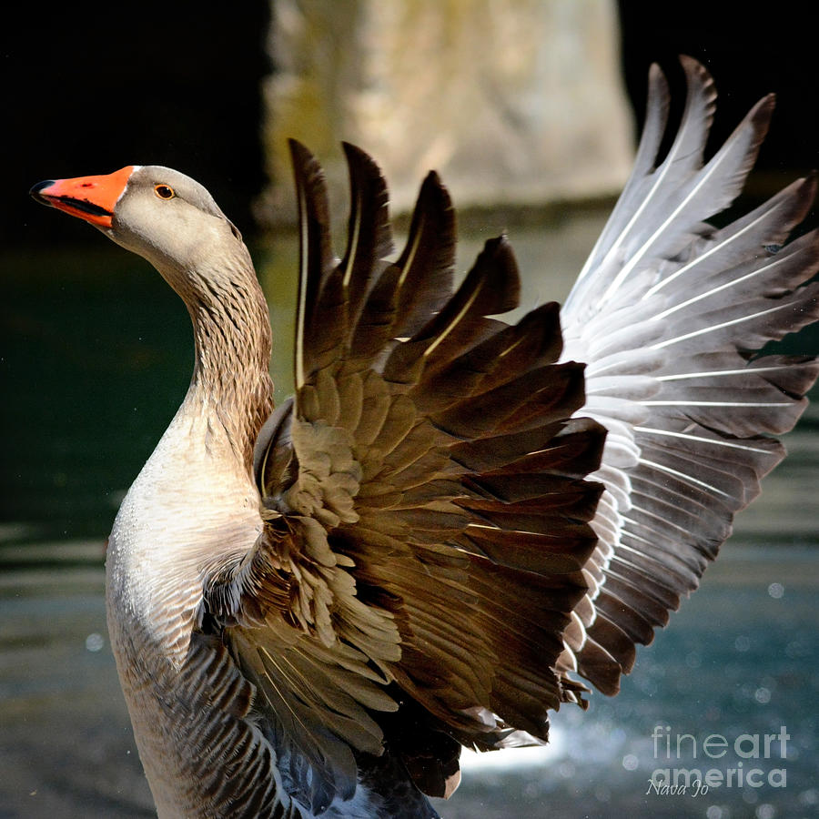 Nature Photograph - Goose Feathers by Nava Thompson