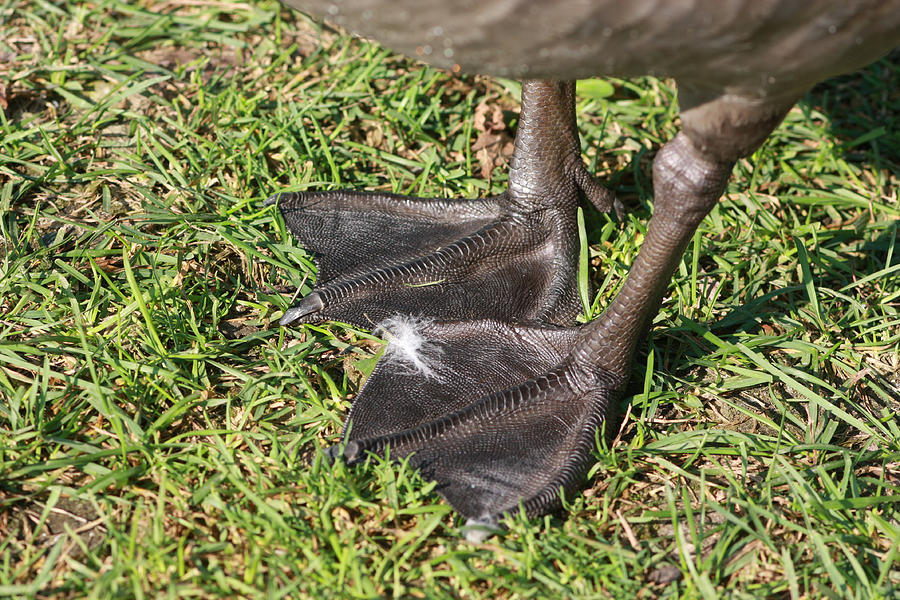 Goose Feet Photograph by Jeanne White