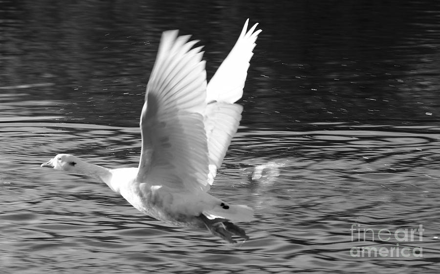 Goose Photograph - Goose Flight by Jeremy Hayden
