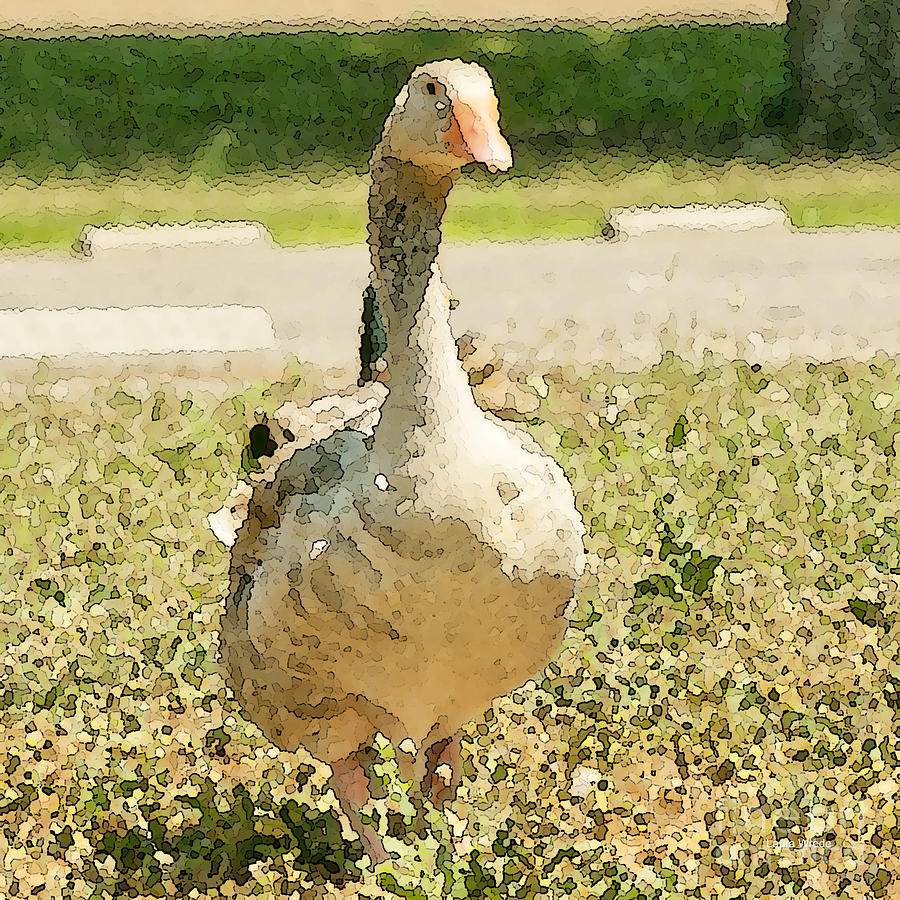 Geese Photograph - Goose Goose by Artist and Photographer Laura Wrede