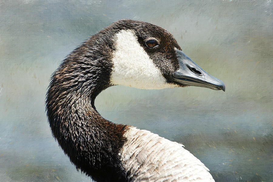 Goose Grandeur Photograph by Fraida Gutovich