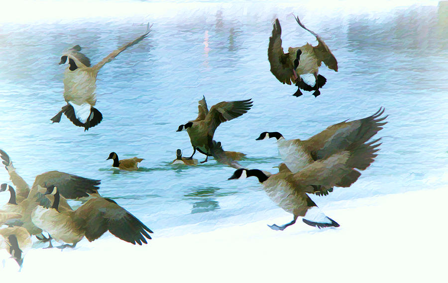Goose Photograph - Goose Hop by Kathy Bassett
