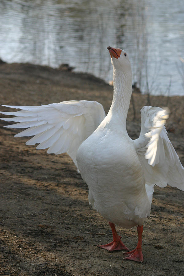 Goose Hug Photograph by Jaclyn Johnston